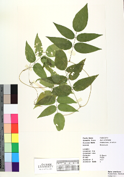 primary herbarium image