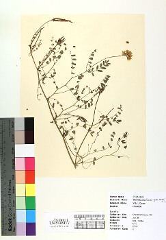 primary herbarium image
