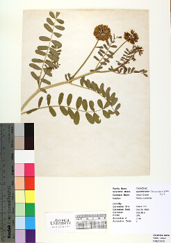 primary herbarium image