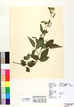 primary herbarium image