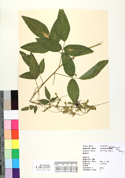 primary herbarium image