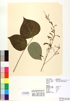 primary herbarium image