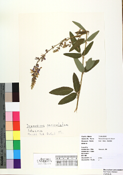primary herbarium image
