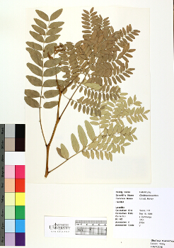 primary herbarium image