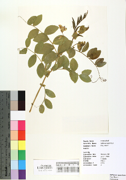 primary herbarium image
