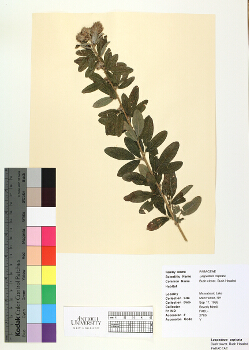 primary herbarium image
