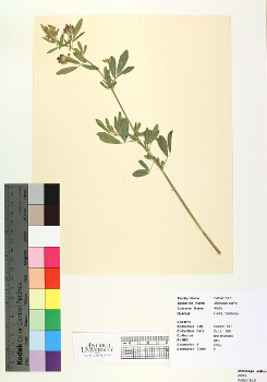 primary herbarium image