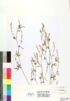 primary herbarium image