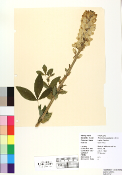 primary herbarium image