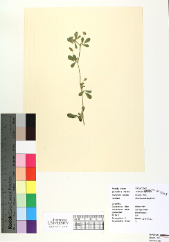 primary herbarium image
