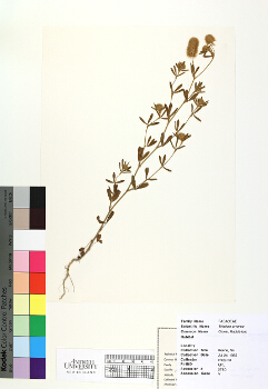 primary herbarium image