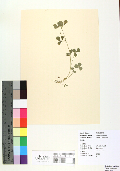 primary herbarium image