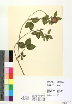 primary herbarium image