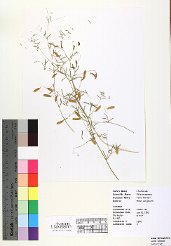 primary herbarium image