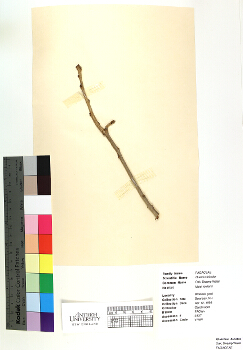 primary herbarium image