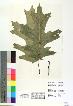 primary herbarium image