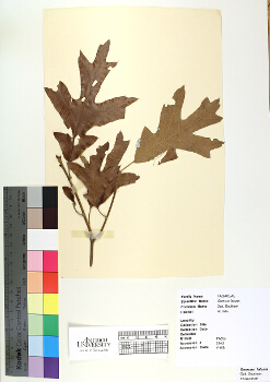 primary herbarium image