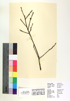 primary herbarium image