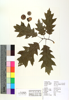 primary herbarium image