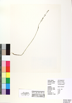 primary herbarium image
