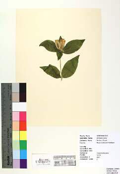 primary herbarium image