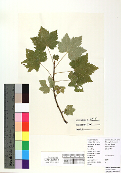 primary herbarium image
