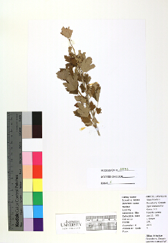 primary herbarium image
