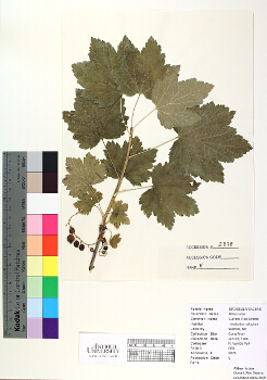 primary herbarium image