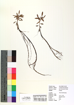 primary herbarium image