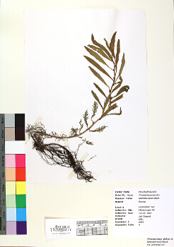 primary herbarium image
