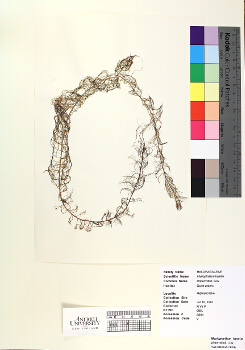 primary herbarium image