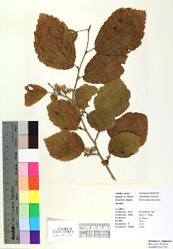 primary herbarium image