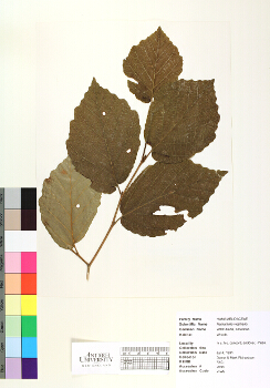 primary herbarium image