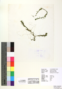 primary herbarium image