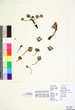 primary herbarium image