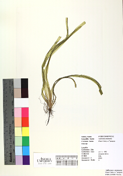 primary herbarium image