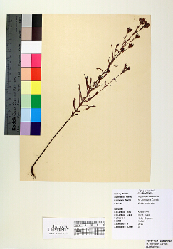 primary herbarium image