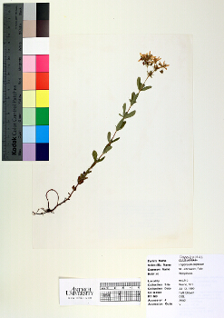 primary herbarium image