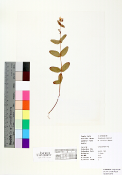 primary herbarium image