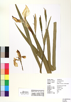 primary herbarium image