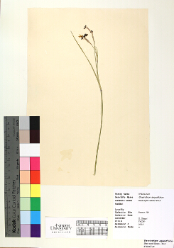 primary herbarium image