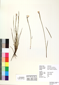 primary herbarium image