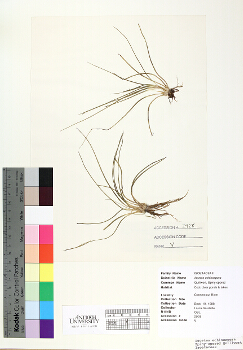 primary herbarium image