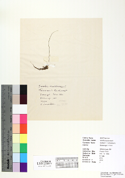 primary herbarium image