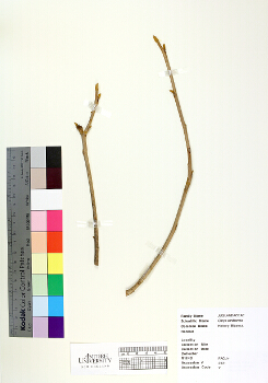 primary herbarium image