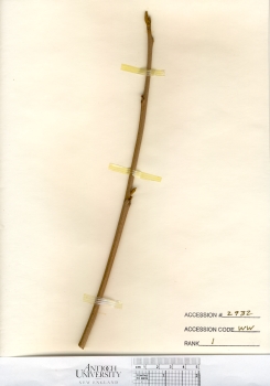 primary herbarium image
