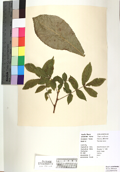 primary herbarium image
