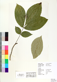 primary herbarium image