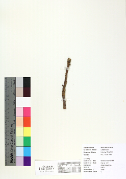 primary herbarium image
