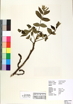 primary herbarium image